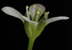 Cardamine thalassica. Side view of flower.
 Image: P.B. Heenan © Landcare Research 2019 CC BY 3.0 NZ